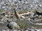 Vacation Alaska and Northwest  Ptarmigan